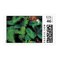 Clinton's lily postage stamp