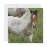 Clipped Paint Horse Invitations