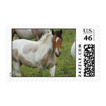Clipped Paint Horse Postage Stamp