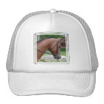 Clipped Pony Baseball Hat