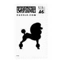 Clipped Standard Poodle postage by dogsandhorses Clipped Standard Poodle postage