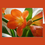 floral, flowers, clivia, flora, plants