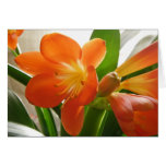 Clivia #1 greeting cards