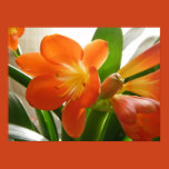 floral, flowers, clivia
