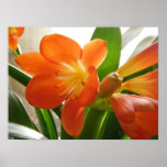 Clivia #2 print