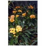 Clivia Miniata (Kafir Lily) Pink flowers t-shirts