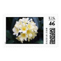 Clivia postage