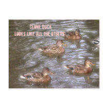 Clone duck postcards