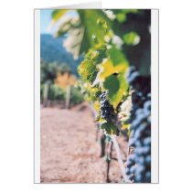 Clos Pegase Winery cards