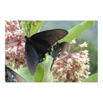 Close Beauty on the Blue Ridge Parkway. posters