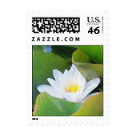 Close Lilypad square