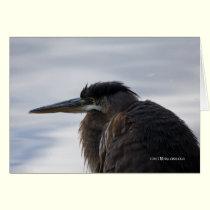 Close to a Heron cards