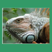 Close to the Iguana postcards