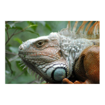 Der Nähe der Iguana poster