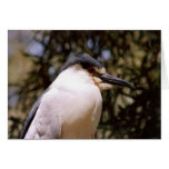 Close-up bird card