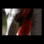 Close Up Bird Poster posters