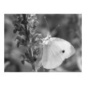Close Up Butterfly print