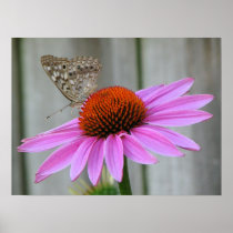 Close Up Butterfly Poster