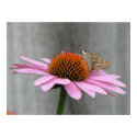 Close Up Butterfly posters