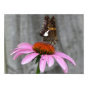 Close Up Butterfly posters