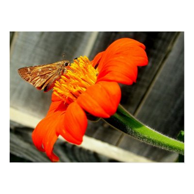 Close Up Butterfly Poster by princessklb07