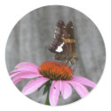 Close up Butterfly stickers