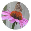 Close up Butterfly stickers