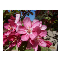 Close up Crab Apple Blossom posters