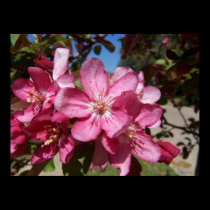 Close up Crab Apple Blossom posters