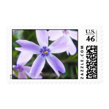 Close-Up Creeping Phlox Flower Postage Stamps