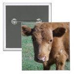Close-up Cute Calf Button