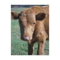 Close-up Cute Calf Postcard