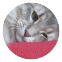 close up cutie face sticker by KatAnnette close up cutie face sticker