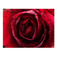 Close up dewey rose post cards