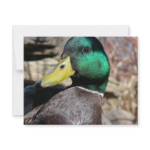 Close Up Duck invitations