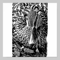 Close Up Duck Poster/Print