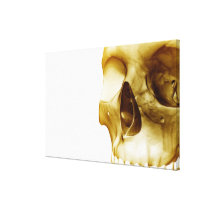 Close up frontal view of the brain inside a skull canvas prints