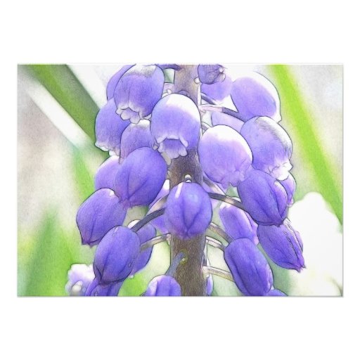 Close Up - Grape Hyacinth Invites