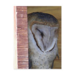 Close-up Head Shot of Barn Owl Post Cards
