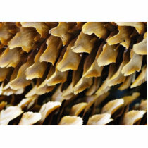 Close Up Image Of A Cone photo sculptures
