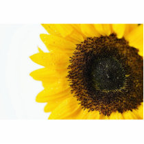 Close Up Image Of Sunflower photo sculptures