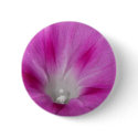 Close-up Morning Glory Button by greatphotos Close-up Morning Glory Button