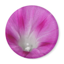 Close-up Morning Glory Magnet by greatphotos Close-up Morning Glory Magnet