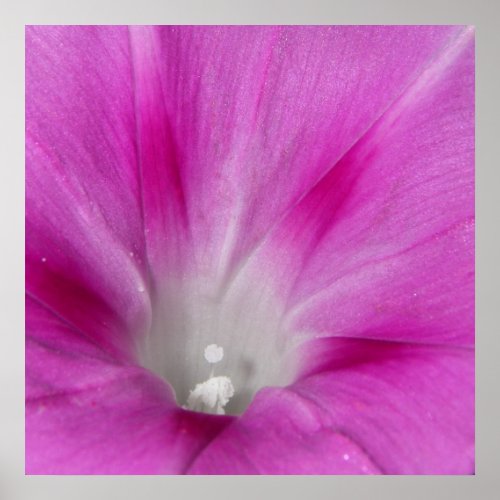 Close-up Morning Glory Poster print