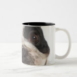 Close-up of a Boston Terrier Mugs