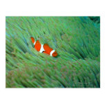 Close up of a clown anemone fish, Okinawa, Japan Postcard
