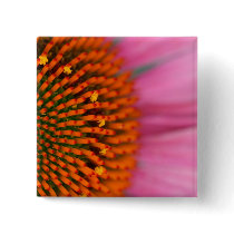Close-up of a Cone Flower in the summertime,
