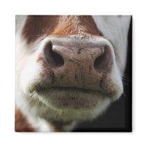 close up of a cow magnets