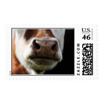 close up of a cow postage