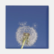 Close-up of a dandelion magnets